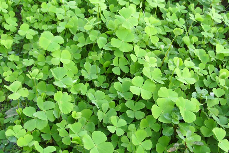 Light Green Clover Flower seeds for Planting Cut Flower Favorite, Heirloom & GMO Free Seeds for Home Garden vegetable and garden seeds