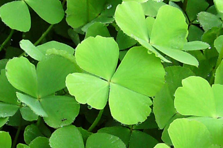 High quality Light Green Clover Flower seeds for Planting Cut Flower Favorite, Heirloom & GMO Free Seeds for Home Garden seeds pack