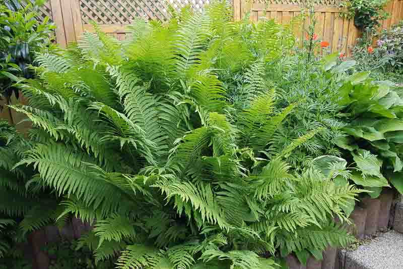 Ostrich Plant Seeds: Essential Planting And Growth Guide
