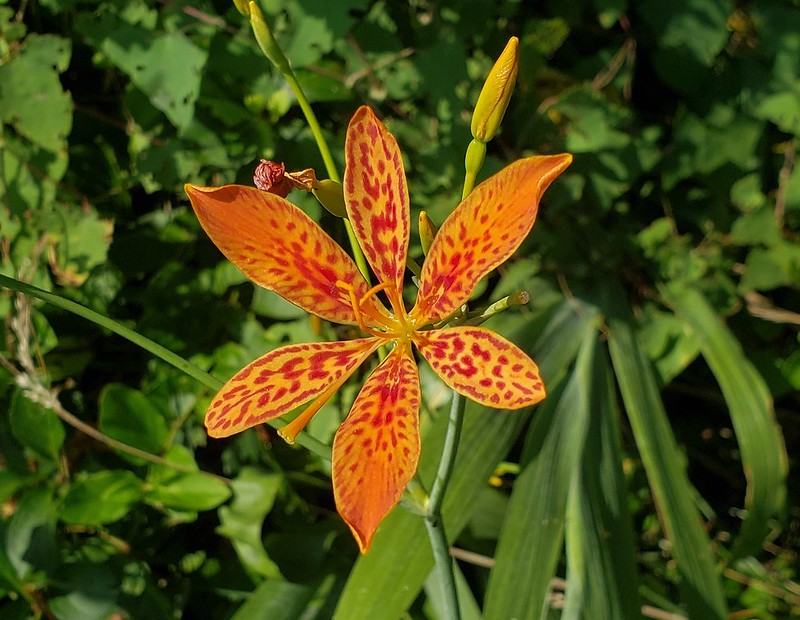 High quality Red Leopard Flower seeds for Planting Low Maintenance, Heirloom & GMO Free Seeds for Home Garden seeds pack