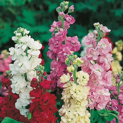 Vibrant Matthiola Incana Plants for Lush Garden Borders