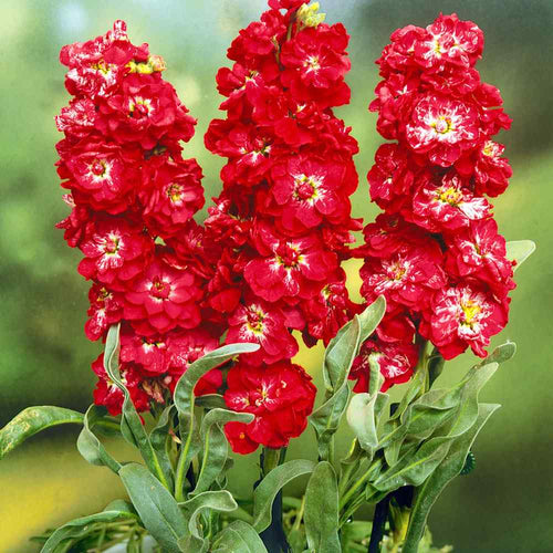 Matthiola Incana Red Flower Seeds for Easy Planting - Perfect for Vibrant Gardens