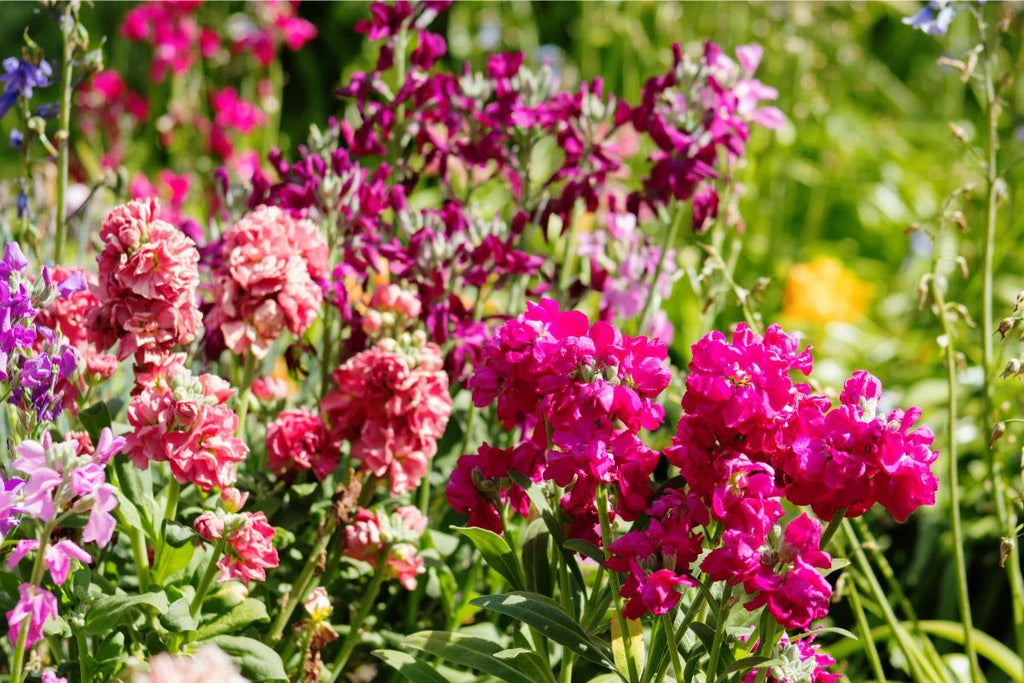 Baby Pink Matthiola Incana Flower seeds for Planting Fragrant Blossoms, Heirloom & GMO Free Seeds for Home Garden vegetable and garden seeds
