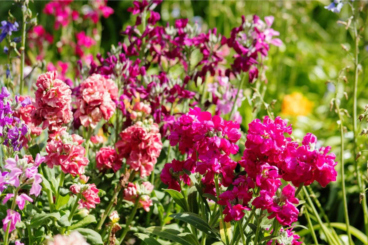 Baby Pink Matthiola Incana Flower seeds for Planting Fragrant Blossoms, Heirloom & GMO Free Seeds for Home Garden vegetable and garden seeds