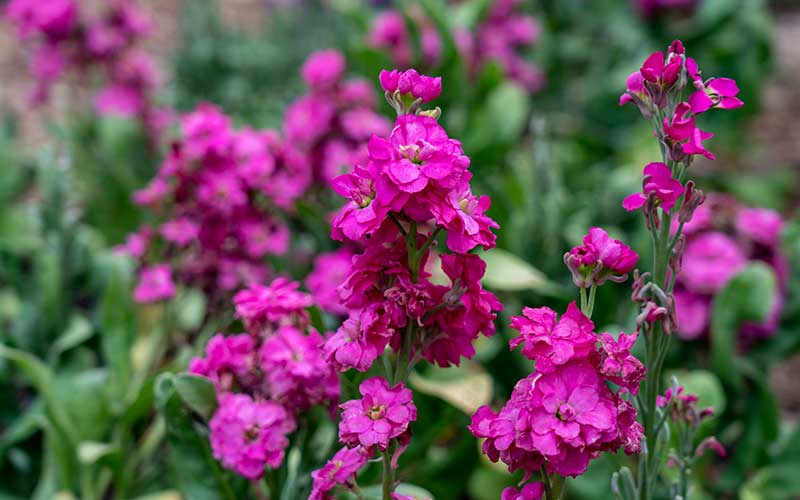 Pink Matthiola Flower seeds for Planting Premium Quality, Heirloom & GMO Free Seeds for Home Garden vegetable and garden seeds