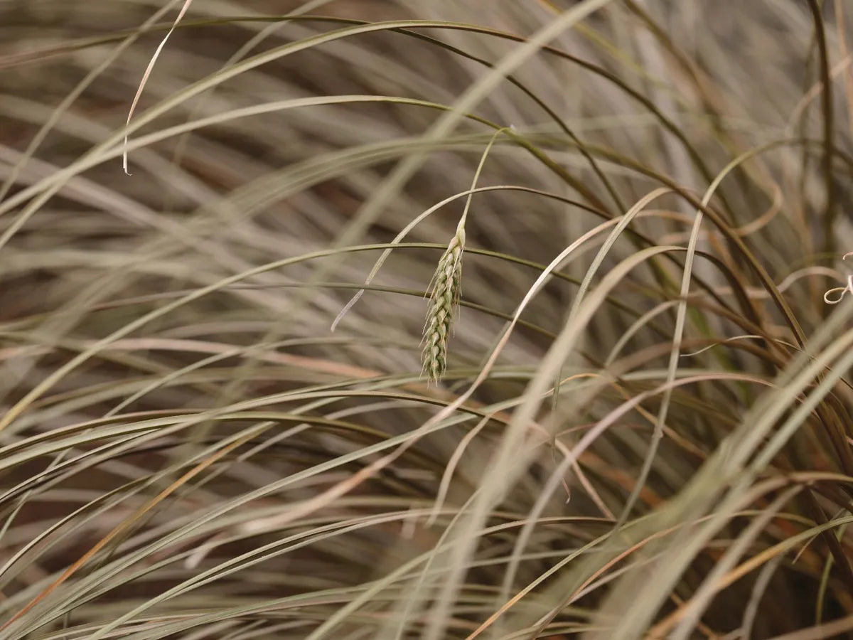 Mature Carex Comans Plant with Flowing Green Foliage