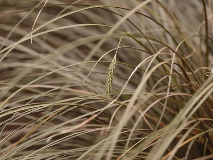 Mature Carex Comans Plant with Flowing Green Foliage
