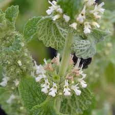 Mature Horehound Plant with Silvery-Green Leaves
