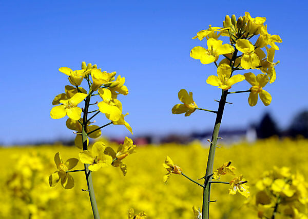 Premium Yellow Rape Flower seeds for Planting Fragrant Blossoms, Heirloom & GMO Free Seeds for Home Garden seeds