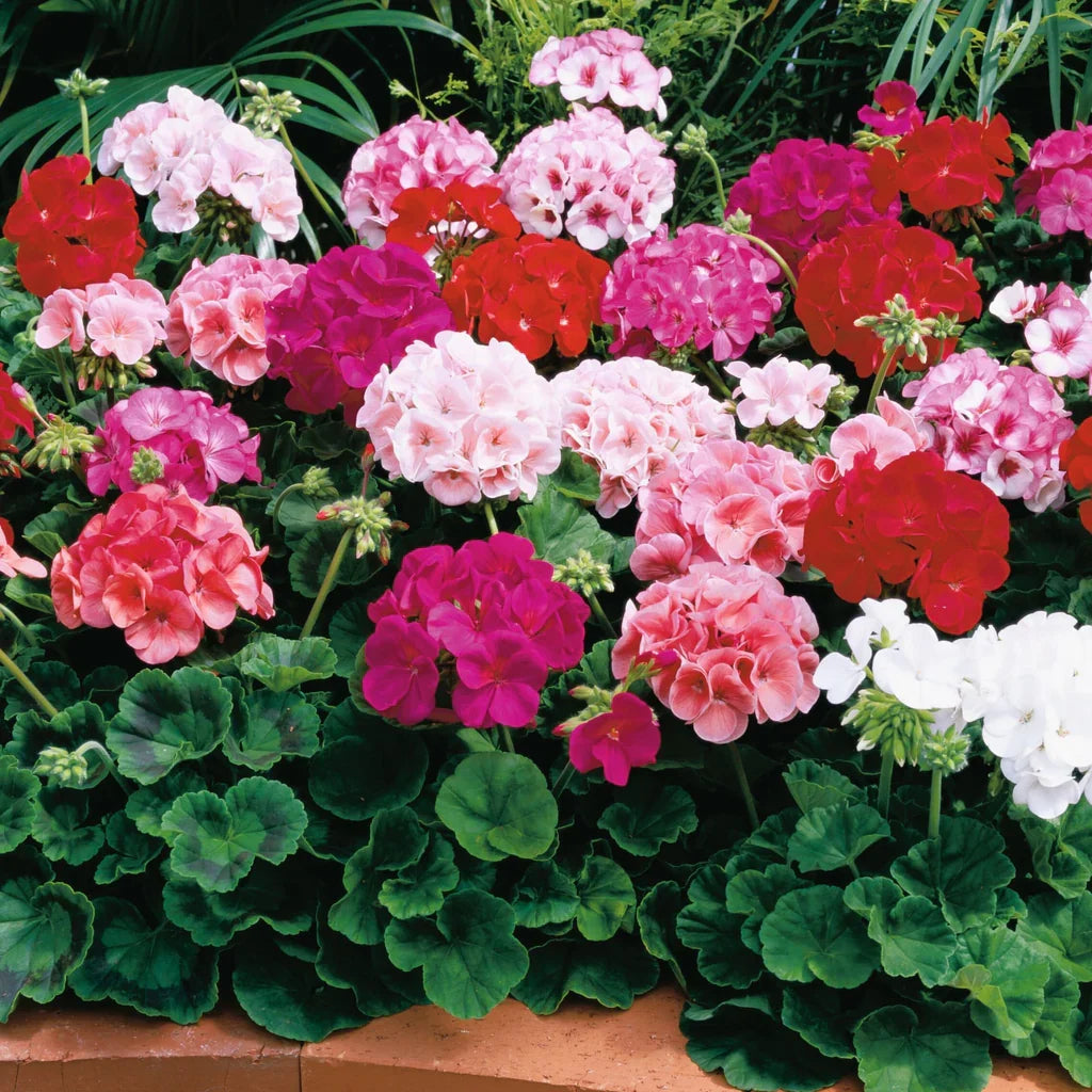 Premium Mixed Geranium Pelargonium Flower seeds for Planting Premium Quality, Heirloom & GMO Free Seeds for Home Garden seeds