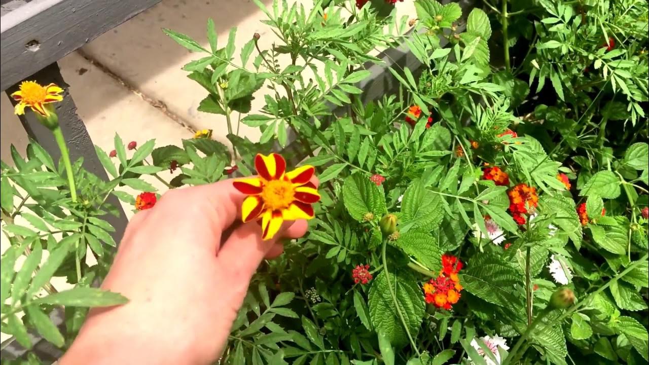 Marigold Jester Seeds For Vibrant Flower Planting