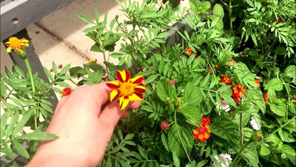 Marigold Jester Seeds For Vibrant Flower Planting
