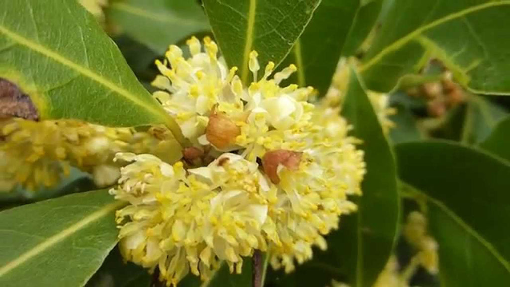 High quality Laurus Nobilis Flower seeds for Planting Sun Loving, Heirloom & GMO Free Seeds for Home Garden seeds pack