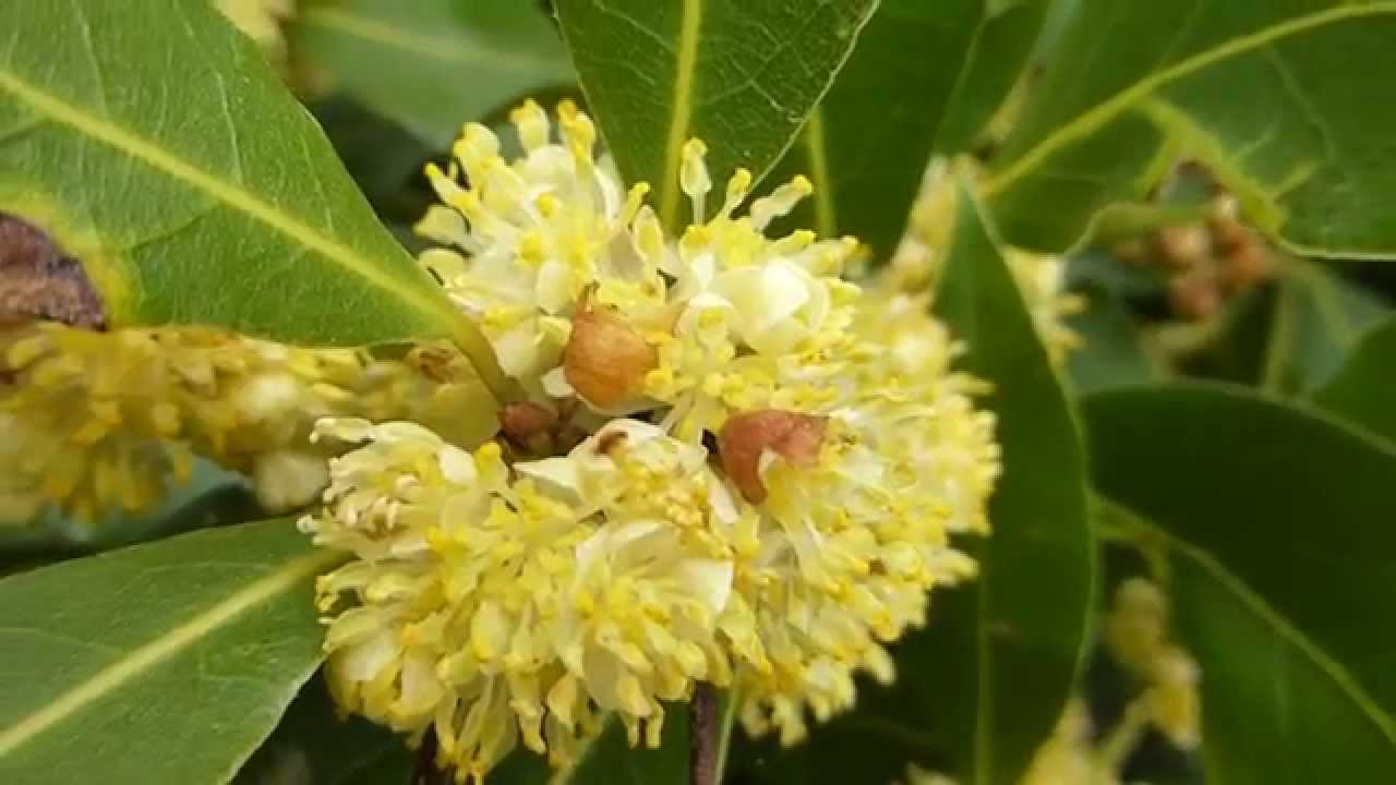 High quality Laurus Nobilis Flower seeds for Planting Sun Loving, Heirloom & GMO Free Seeds for Home Garden seeds pack