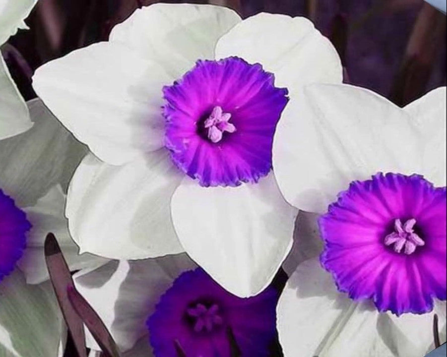 Premium Nema Double Petals Narcissus Flower seeds for Planting Drought Tolerant, Heirloom & GMO Free Seeds for Home Garden seeds