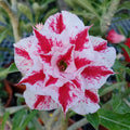 Pink White Adenium Obesum Flower seeds for Planting Vibrant Colors, Heirloom & GMO Free Seeds for Home Garden seeds for planting
