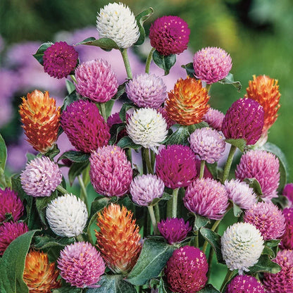 Gomphrena Flower seeds for Planting Sun Loving Heirloom & GMO Free Seeds for Home Garden