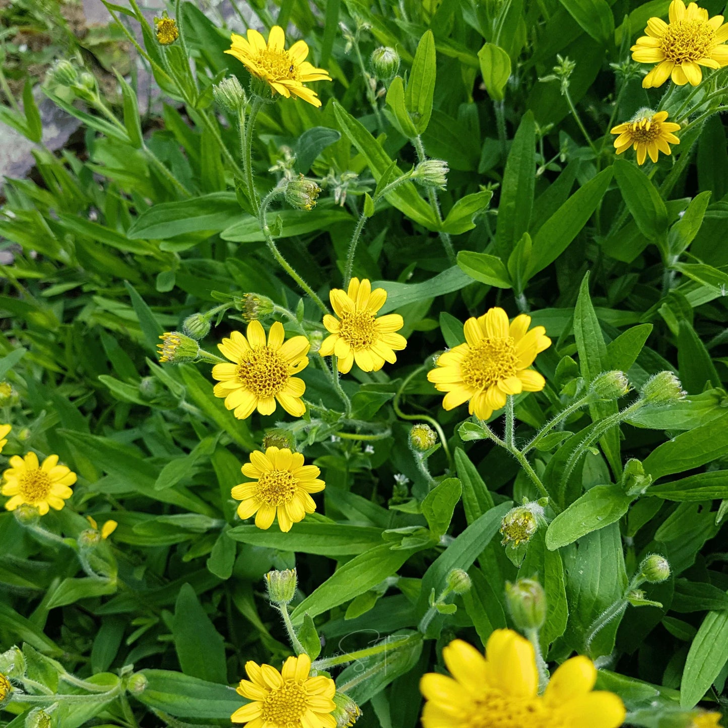 Yellow Meadow Arnica Flower seeds for Planting - Drought Tolerant, Heirloom & GMO Free Seeds for Home Garden
