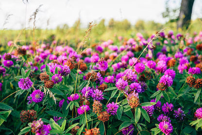 Meadow Clover Flower seeds for Planting Sun Loving Heirloom & GMO Free Seeds for Home Garden