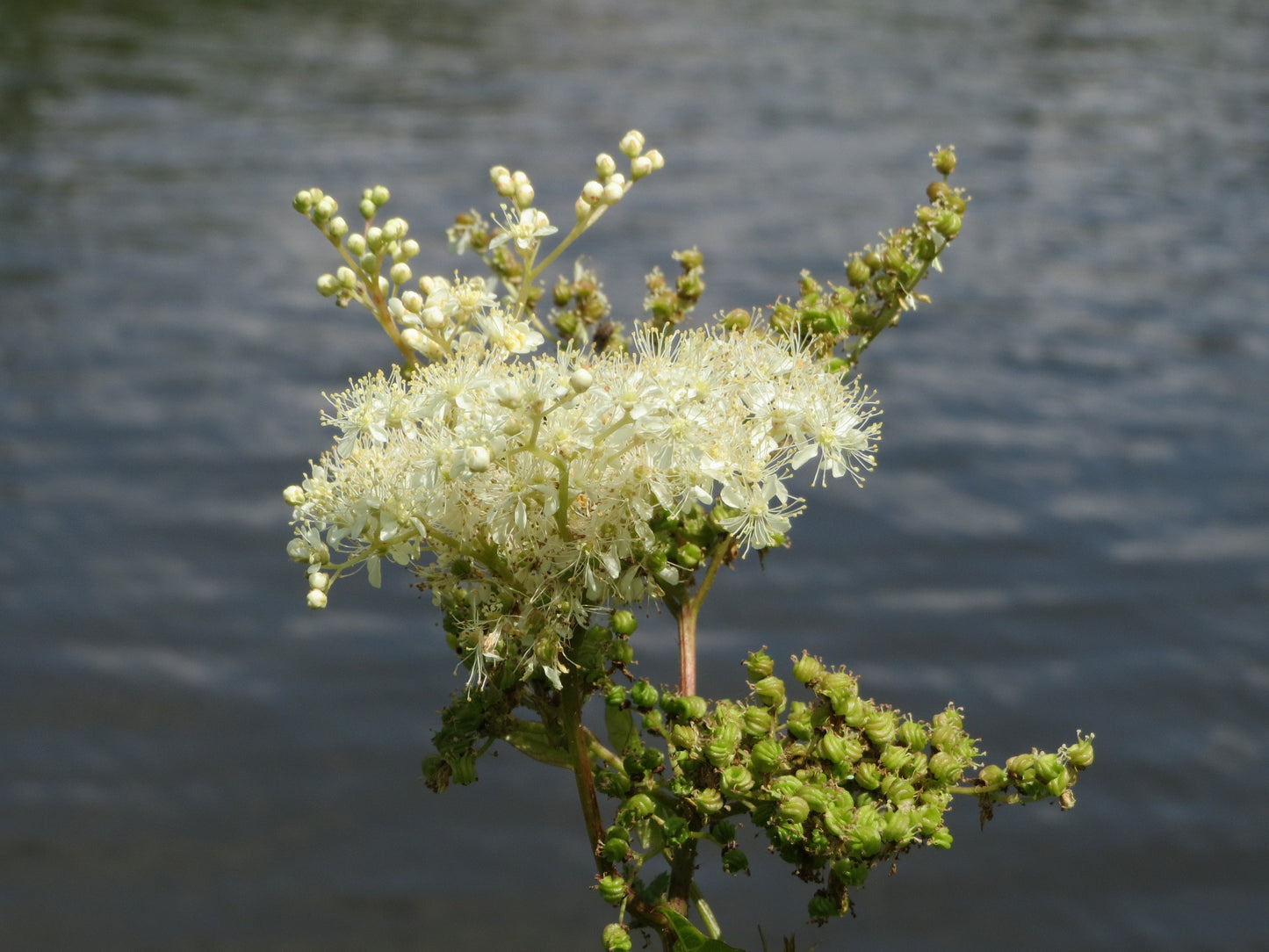 Meadowsweet seeds sprouting in garden soil