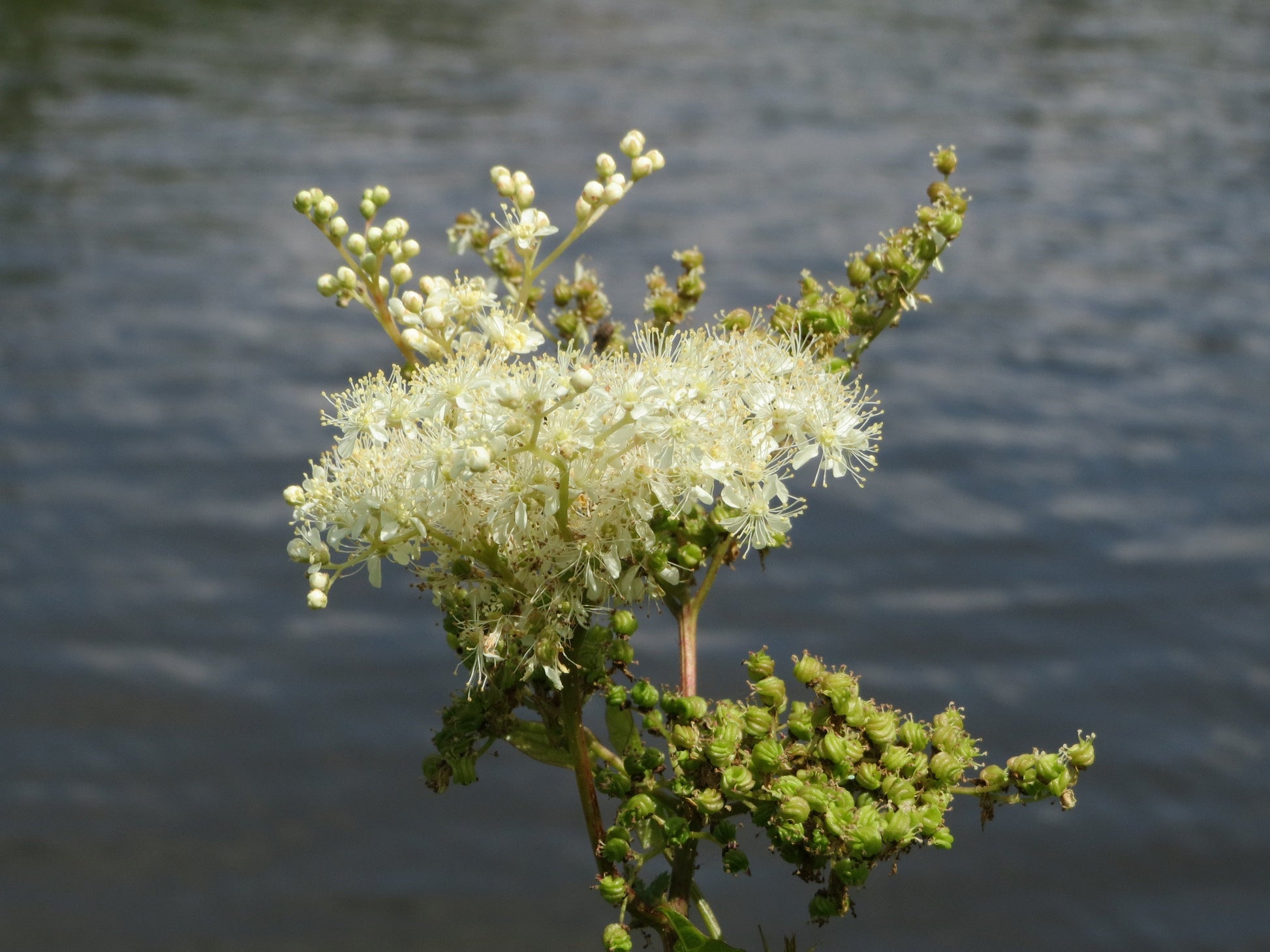 Meadowsweet seeds sprouting in garden soil