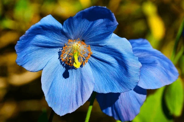 Meconopsis Betonicifolia Flower seeds for Planting Pollinator Friendly Heirloom & GMO Free Seeds for Home Garden