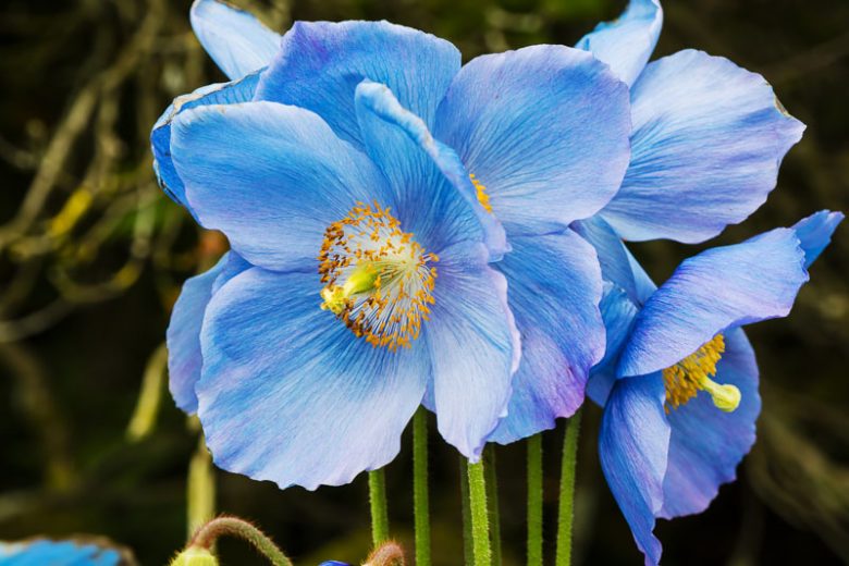 Fresh Meconopsis Flower seeds for Planting Premium Quality, Heirloom & GMO Free Seeds for Home Garden vegetable and garden seeds
