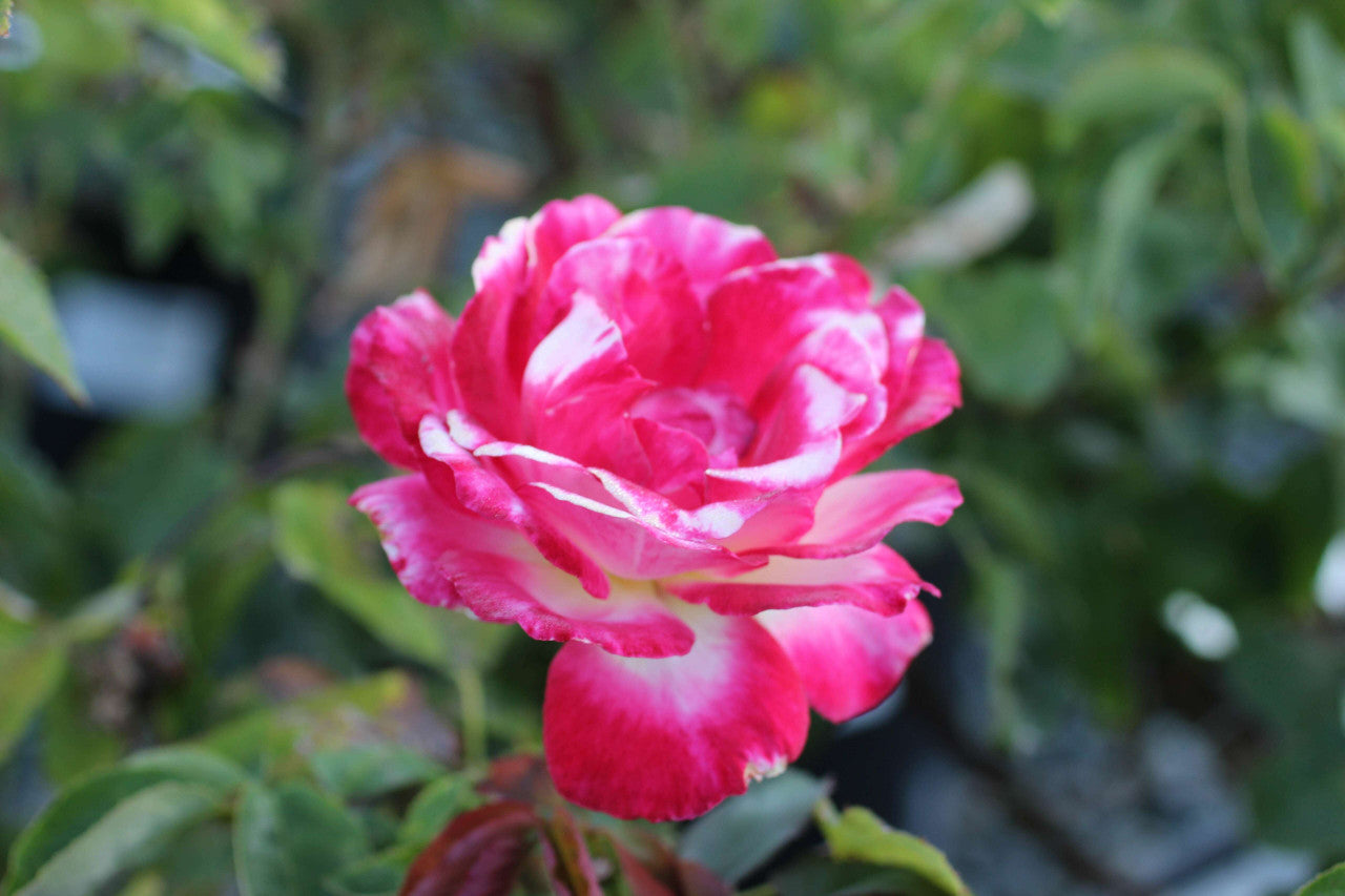 Double Delight Hybrid Tea Rose Flower seeds for Planting Garden Favorite Heirloom & GMO Free Seeds for Home Garden