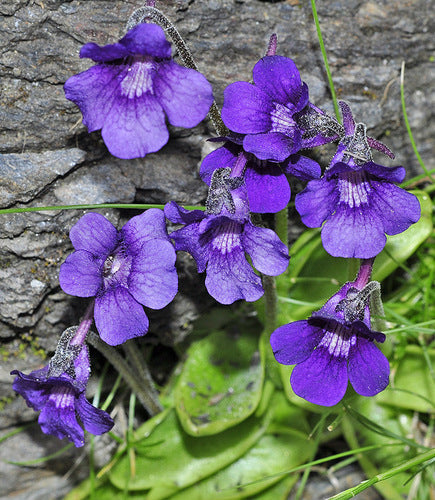 Blue Pinguicula Grandiflora Flower seeds for Planting Bright Blooms, Heirloom & GMO Free Seeds for Home Garden vegetable and garden seeds