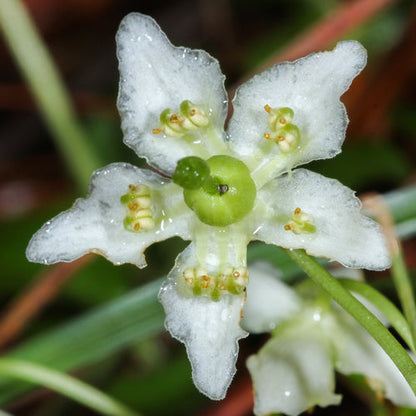 Wintergreen Flower seeds for Planting Perfect for Borders Heirloom & GMO Free Seeds for Home Garden