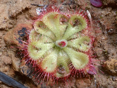 High quality Pink Drosera Sundew Flower seeds for Planting Bright Blooms, Heirloom & GMO Free Seeds for Home Garden seeds pack