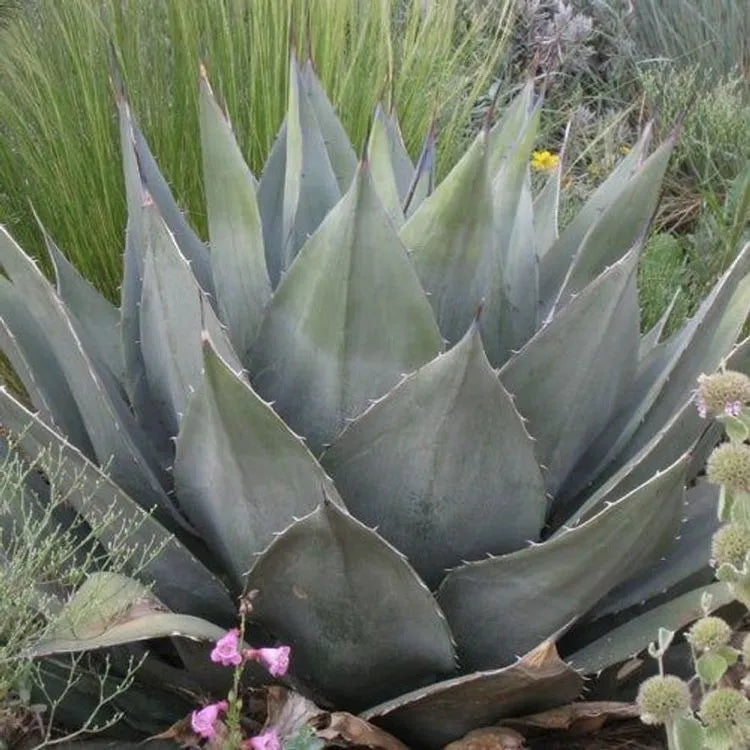 Agave Havardiana Succulent Flower seeds for Planting - Fragrant Blossoms, Heirloom & GMO Free Seeds for Home Garden