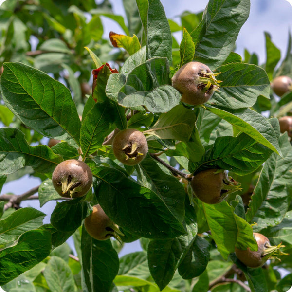 Medlar seeds Mespilus germanica hardy fruit tree with white blossoms