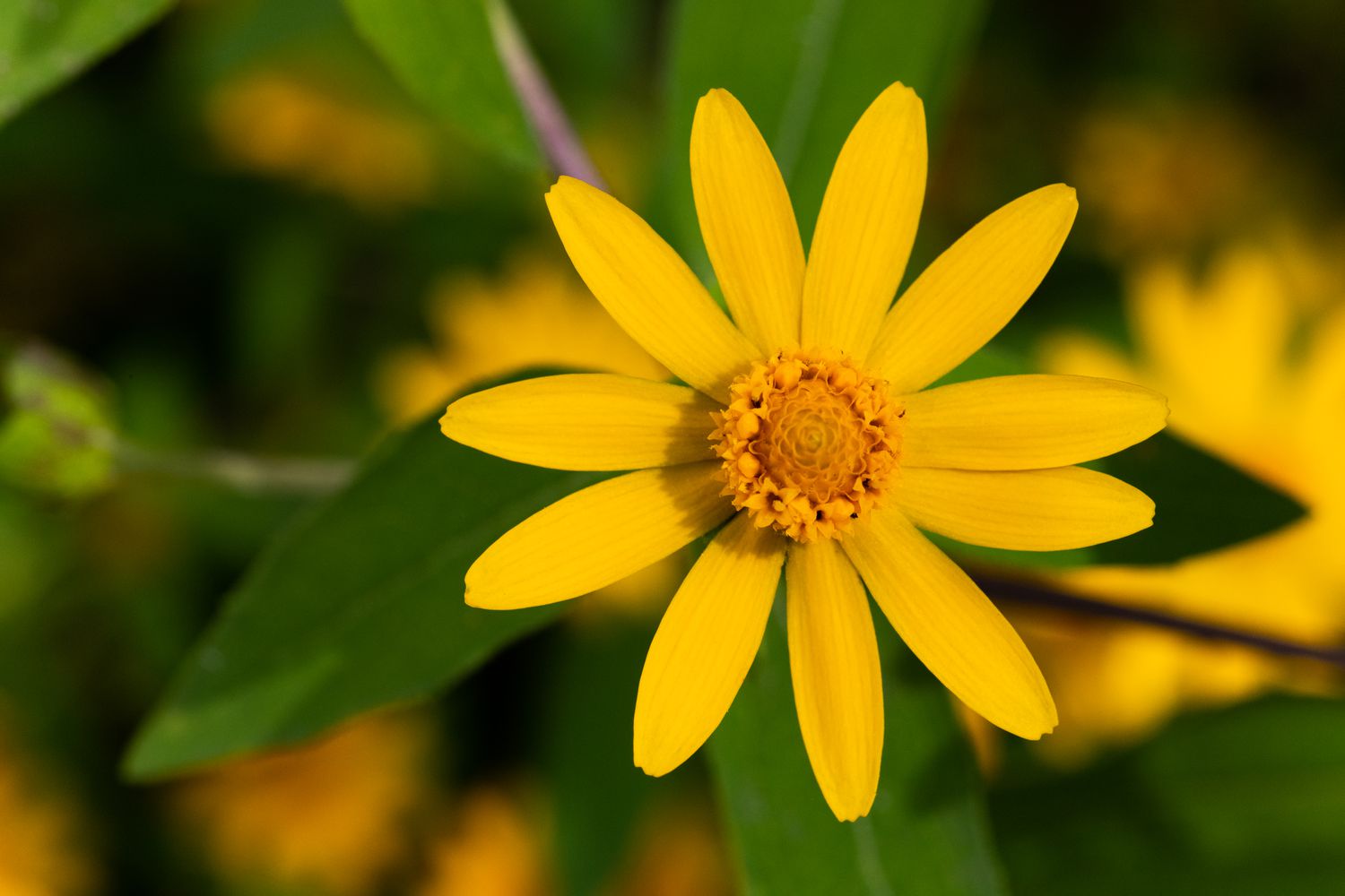 Premium Melampodium Flower seeds for Planting Vibrant Colors Heirloom & GMO Free Seeds for Home Garden seeds