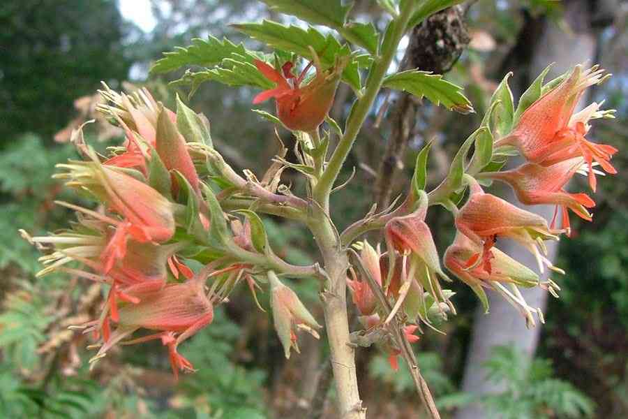 Melianthus Comosus Flower seeds for Planting Hardy Variety Heirloom & GMO Free Seeds for Home Garden
