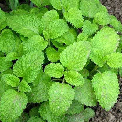 Melissa officinalis Lemon Balm growing in pots