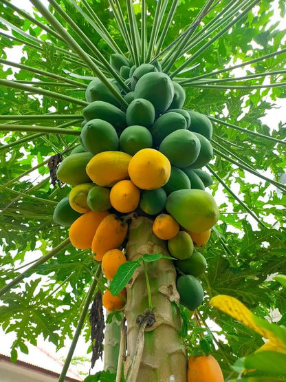 Melon Tree Seeds – Papaya Non-GMO Tropical Fruit Plant