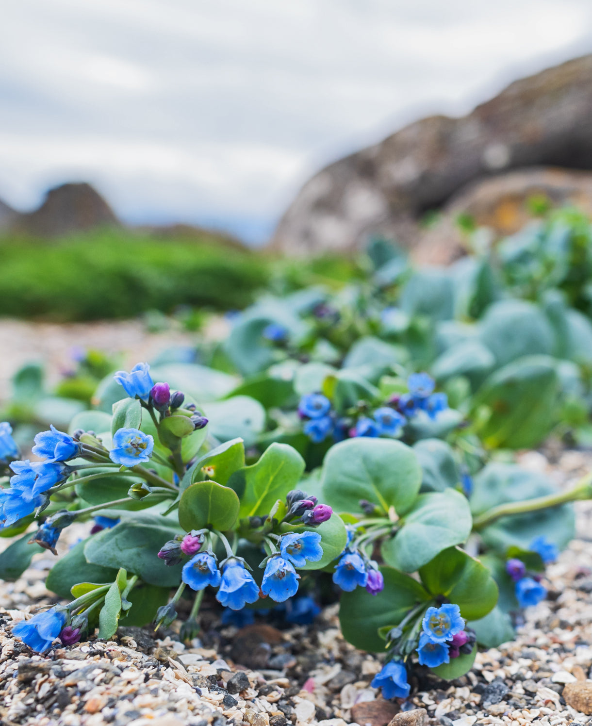 High quality Mertensia Maritima Flower seeds for Planting Perfect for Borders, Heirloom & GMO Free Seeds for Home Garden seeds pack