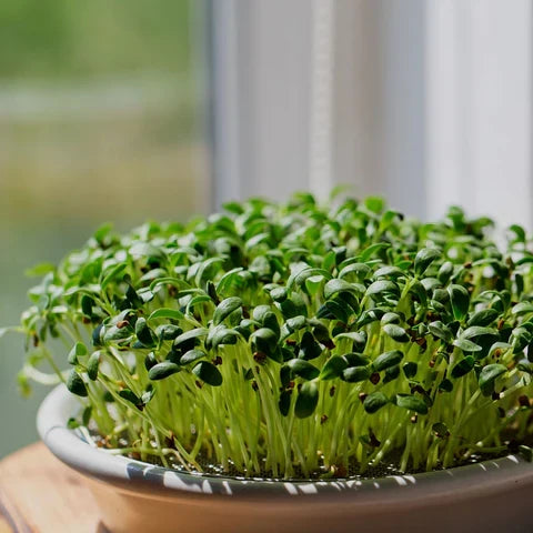 Sunflower Microgreens Flower seeds for Planting Cottage Garden Essential, Heirloom & GMO Free Seeds for Home Garden vegetable and garden seeds