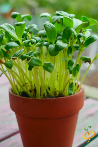 High quality Sunflower Microgreens Flower seeds for Planting Cottage Garden Essential, Heirloom & GMO Free Seeds for Home Garden seeds pack