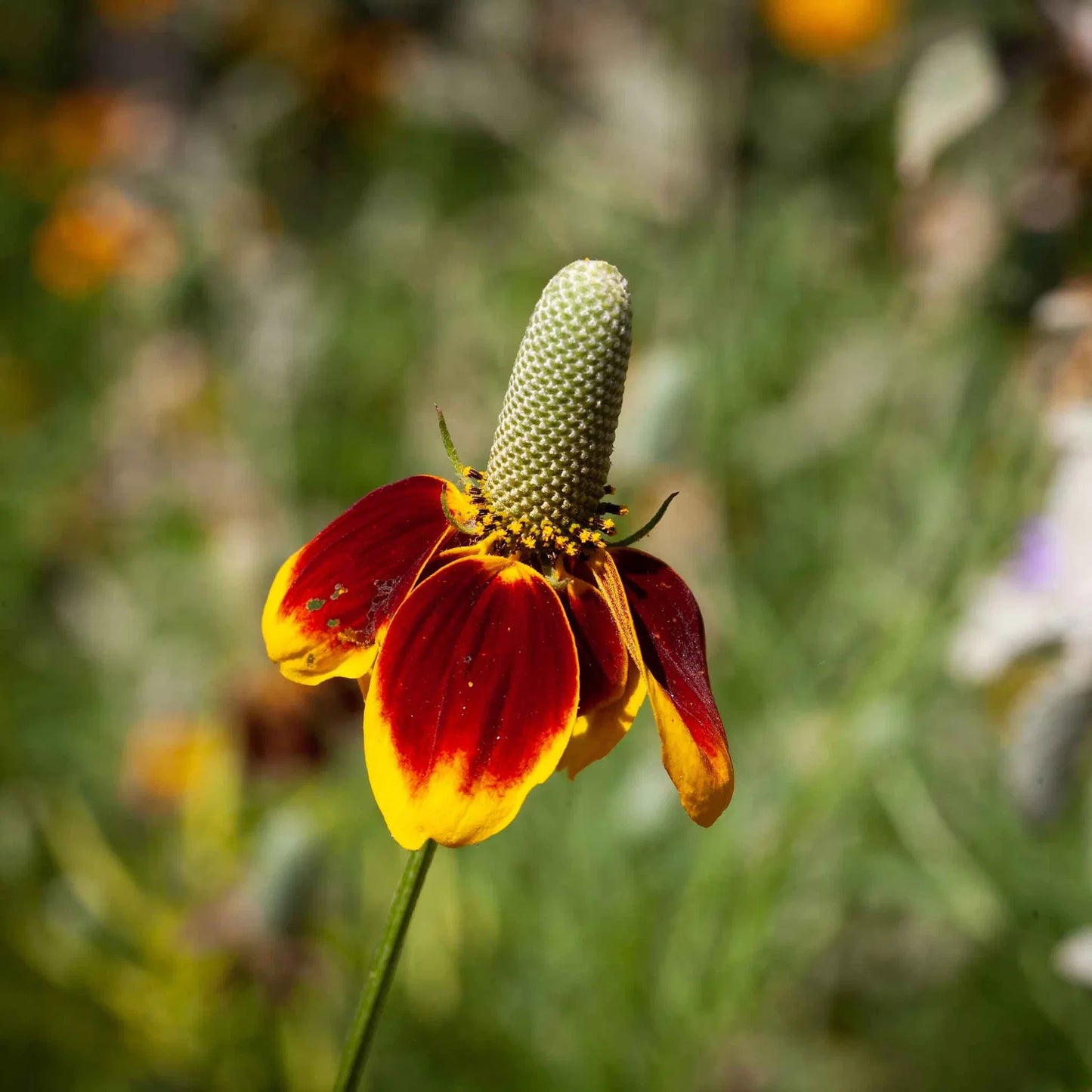 Ratibida Columnaris Flower seeds for Planting Garden Favorite Heirloom & GMO Free Seeds for Home Garden