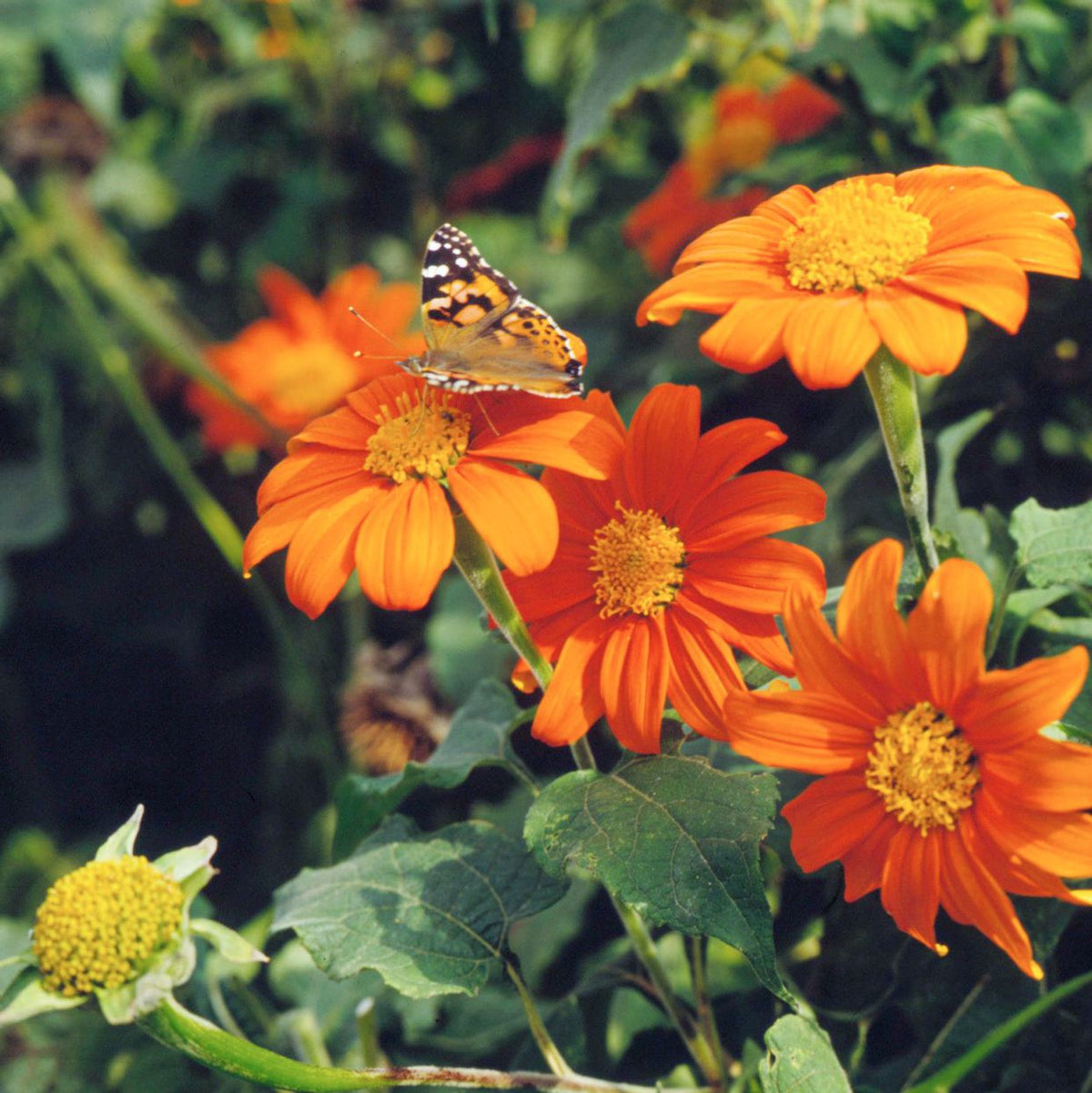 Mexican SunFlower seeds for Planting Premium Quality Heirloom & GMO Free Seeds for Home Garden