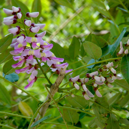 Gliricidia Sepium Tree Seeds for Planting - Bright Blooms, Heirloom & GMO Free Seeds for Home Garden
