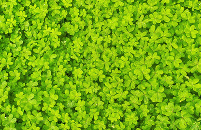 Microclover seeds Trifolium repens
