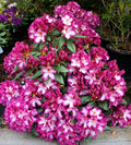 Pink Rhododendron Hans Flower seeds for Planting Colorful Display, Heirloom & GMO Free Seeds for Home Garden seeds for planting