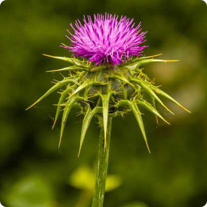Milk Thistle seeds Silybum marianum purple spiny flowers