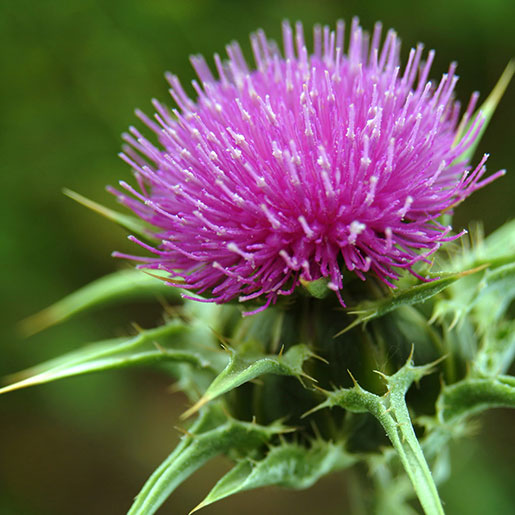 Milk Thistle variegated white-veined foliage grown from seeds