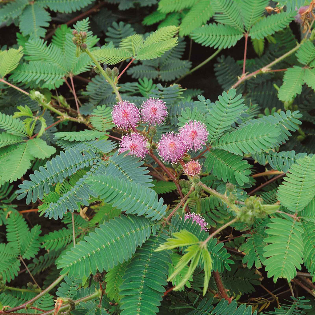 Mixed Mimosa Pudica Flower seeds for Planting Vibrant Colors, Heirloom & GMO Free Seeds for Home Garden vegetable and garden seeds