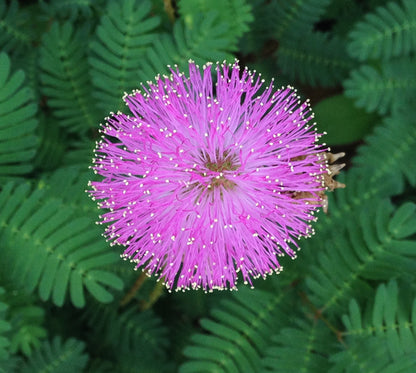 Mimosa Flower seeds for Planting Fragrant Blossoms Heirloom & GMO Free Seeds for Home Garden