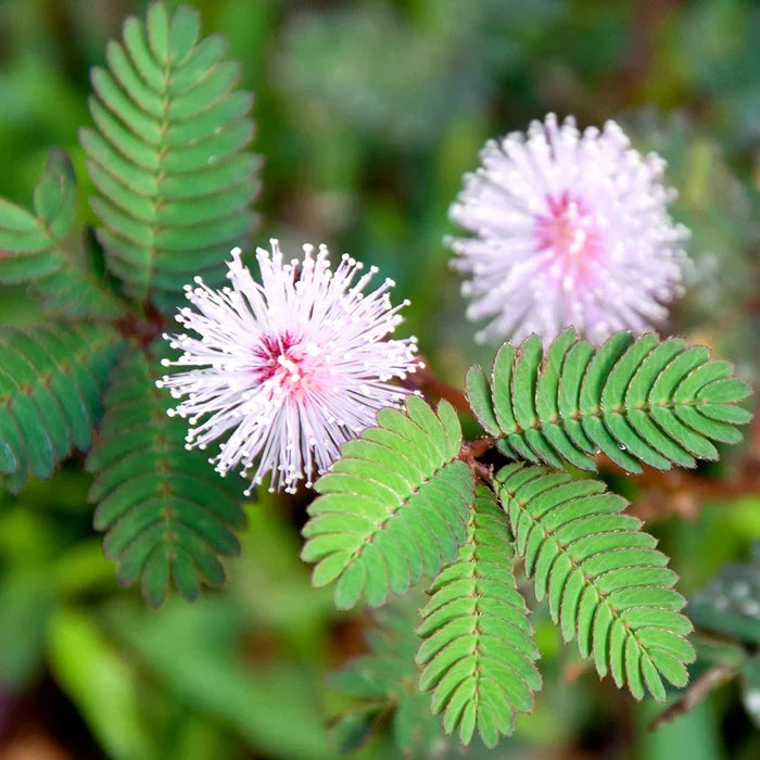 Mimosa Flower seeds for Planting Sun Loving, Heirloom & GMO Free Seeds for Home Garden vegetable and garden seeds